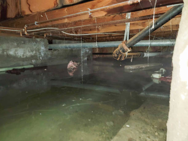 Best Basement water damage restoration  in Cocoa, FL